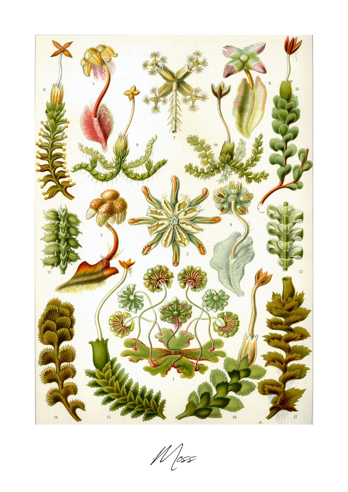Botanic – A3 | Modern Art Collection