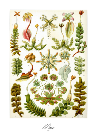 Botanic – A3 | Modern Art Collection