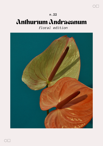 Anthurium Andraeanum – A3 | Modern Art Collection